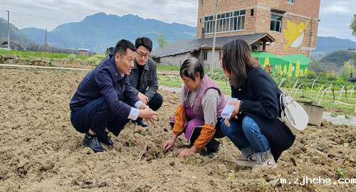 团队深入田间地头指导农户玉米移栽、田管等技术